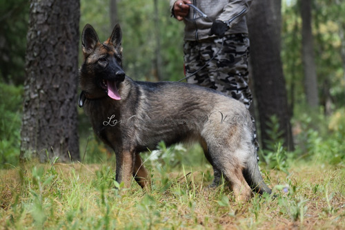 Pastor Alemán Linea De Trabajo Cachorra  6 Meses Pedigree