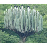 Pachycereus Weberi, Cactus Gigante, Mp