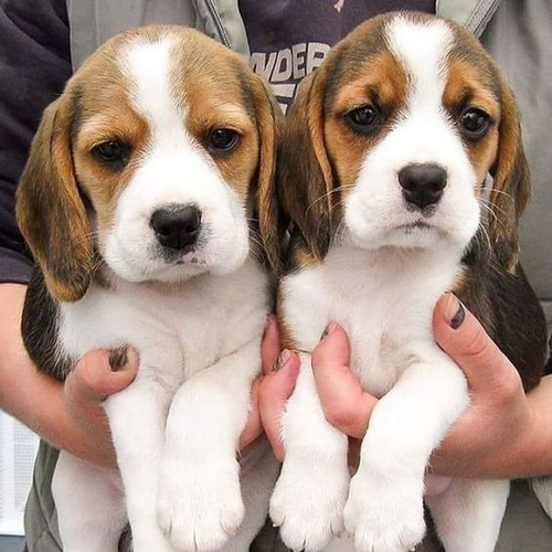 Filhotes De Beagle 