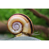 Caracol Cuerno De Carnero 4 Piezas 