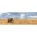 Elefante Sabana Panorama Rompecabezas 1000 Pz Clementoni