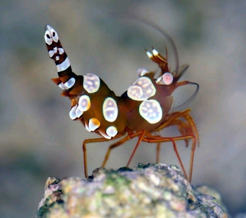 Invertebrado Marino - Thor Amboinensis - Camaron De Anemonas