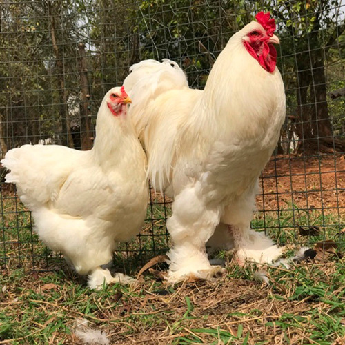 Ovos Galados Férteis De Brahma White Meia Dz