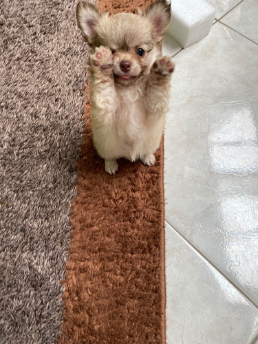 Filhote Chihuahua Fêmea Pequena Pelo Longo Dourada  Dog Pet