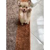 Filhote Chihuahua Fêmea Pequena Pelo Longo Dourada  Dog Pet