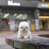 Cachorros French Poodle Tacita De Te Con Cartilla.