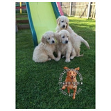 Cachorros Golden Retriever Hembras Y Machos, 100% Puros