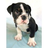 Perros Cachorros Bulldog Ingles En Venta Villavicencio  