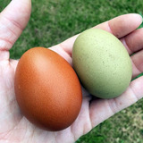 Huevos De Campo De Gallinas Criadas En Libertad Por Maple