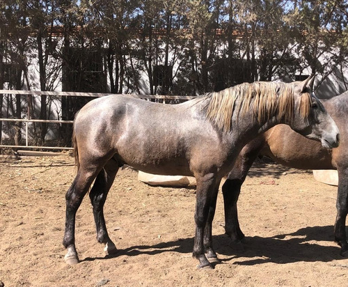 Caballo Español De Registro Ancce