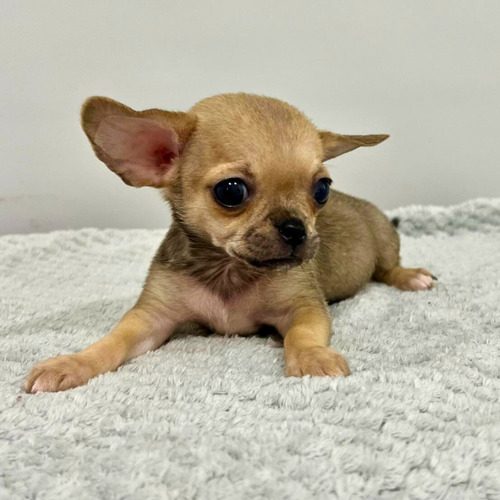 Chihuahua Macho Pelo Corto