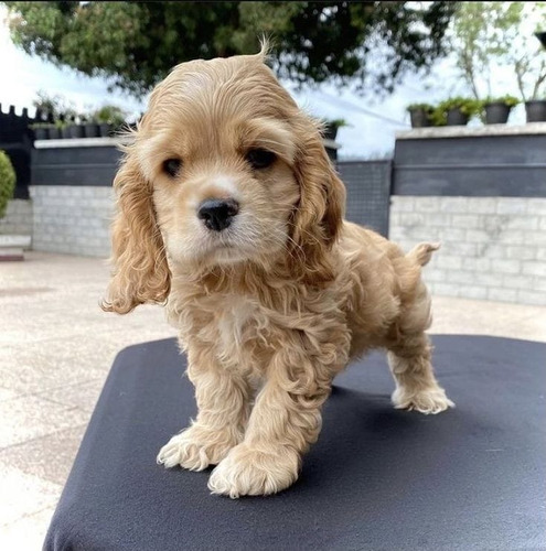 Cocker Cachorros Súper Lindos