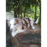 Cachorros Australian Shepherd Pastor Ovejero En Venta Bogotá