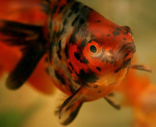 Goldfish Calico Chico Surtido Oferta Con Mundo Acuatico