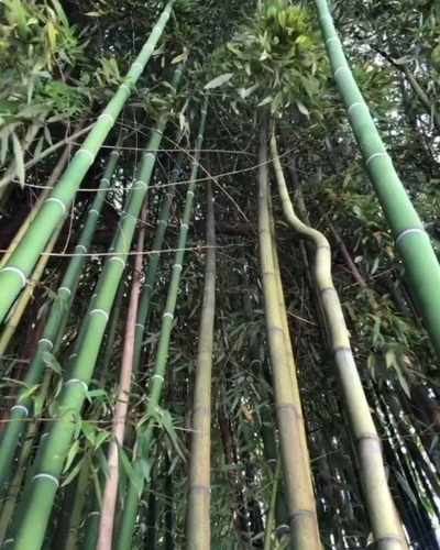 Bambú Moso 3 Lts