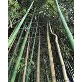 Bambú Moso 3 Lts