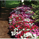 Semillas De Alegria Del Hogar Baby Multicolor - Impatiens