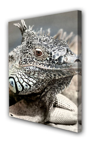 Cuadro 60x90cm Iguana Reptil Lagartija Fauna M5