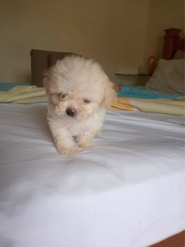 Poodle Toy Lindo Macho Pequeno País Com Pedigree