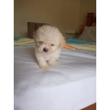 Poodle Toy Lindo Macho Pequeno País Com Pedigree