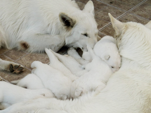 Tiernos Pastor Suizo Inscritos Kennel Club