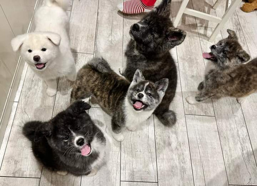 Cachorro Akita Inu Atigrado Con Fca