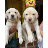 Cachorros Labrador 