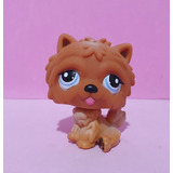 Littlest Pet Shop Chow Chow Marrom 