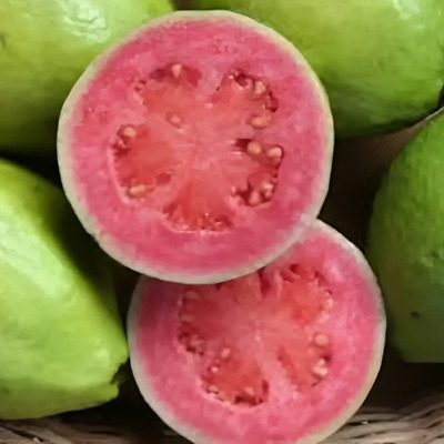 Guayaba Rosa Arbolitos-frutales Con Semilla Enano | Meses sin interés