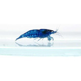 Gambas Azul Neocarina Blue X 3