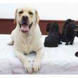 Labrador Súper Cachorros Padres Pedigree Fcm Loretta