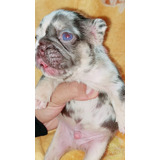 Cachorros Bulldog Frances Chocolate Merle And Tan 