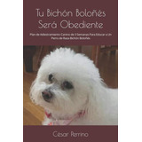 Tu Bichon Boloñes Sera Obediente: Plan De Adiestramiento Can