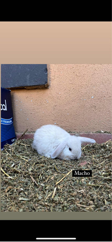 Conejos Criollos Cruza Con Enanos Bebes