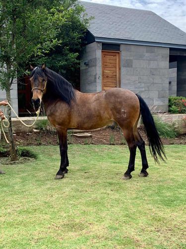 Caballo Cuarto De Milla Con Fisión