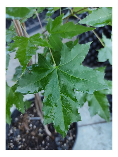 Acer Truncatum- Arce De Shantung Ideal Bonsaí 