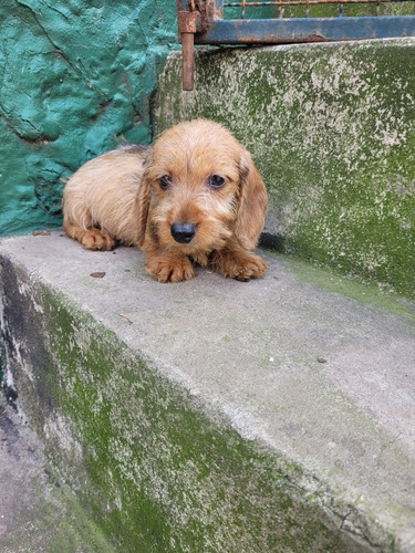 Dachshund ( Salchicha) Teckel Pelo Duro Miniatura!!!!