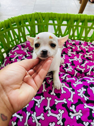 Chihuahua Pelo Curto Disponivel 
