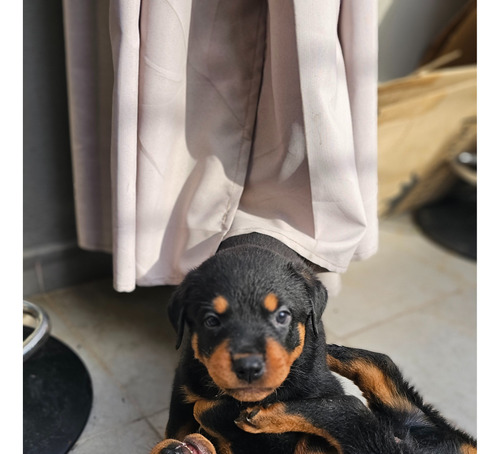 Cachorros Rottweiler