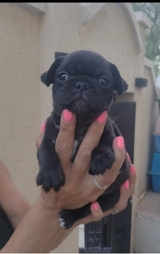 Cachorros Pug Carlino Mendoza