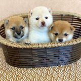 Filhotes De Shiba Inu 