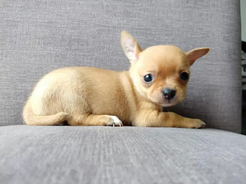 Cachorro Chihuahua 