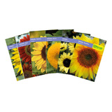 Semillas Girasol Surtidas X 6 Sobres