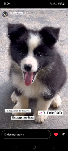 Border Collie 