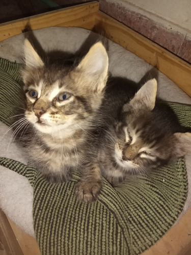 Dos Gatitos En Adopción Responsable Leer Info 