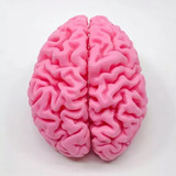 Cerebro - Impresión 3d - Anatomía - Stock Disponible