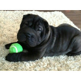 Cachorros Shar Pei Negros Y Leonados ! 