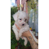 Cachorros Poodle Toy Hembra / Macho