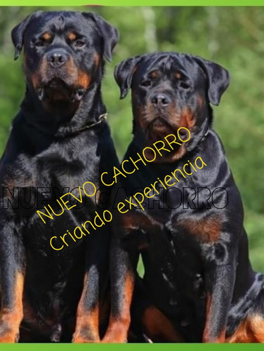 Cachorros Rottweiler R2