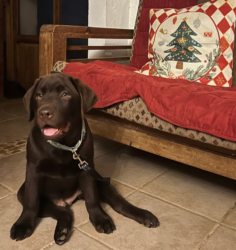 Cachorro Labrador